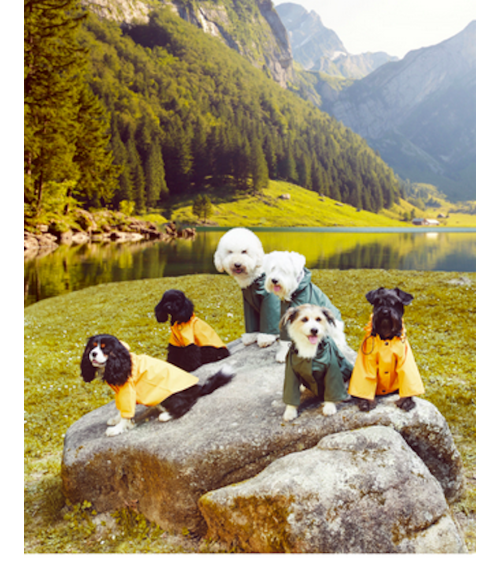Impermeabili per Cani - Sacha - Giallo The Painter's Wife idea regalo svizzera