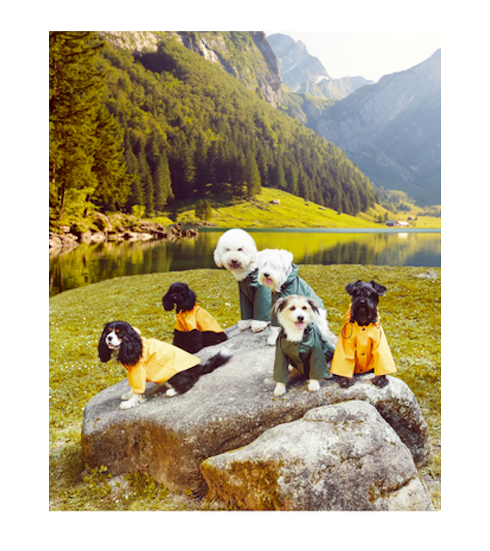 Impermeabili per Cani - Sacha - Giallo The Painter's Wife idea regalo svizzera