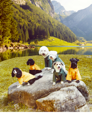 Dog Raincoat - Sarah - Yellow The Painter's Wife original gift idea switzerland