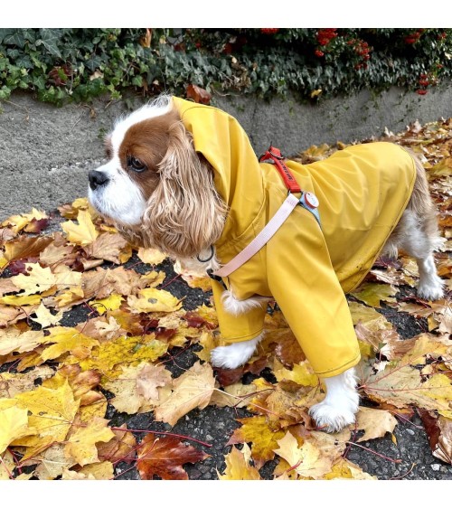 Dog Raincoat - Sarah - Yellow The Painter's Wife original gift idea switzerland