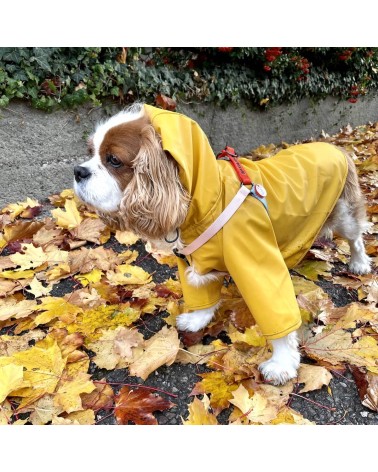 Imperméable pour chien - Sarah - Jaune The Painter's Wife idée cadeau original suisse