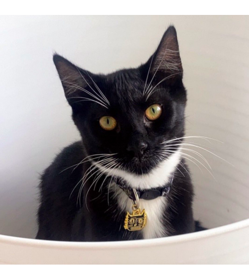 Cat Collar - BasquiCAT Niaski original gift idea switzerland