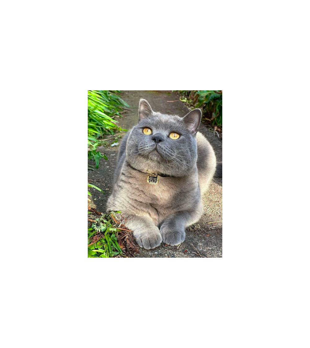 Katzenhalsband - BasquiCAT Niaski geschenkidee schweiz kaufen