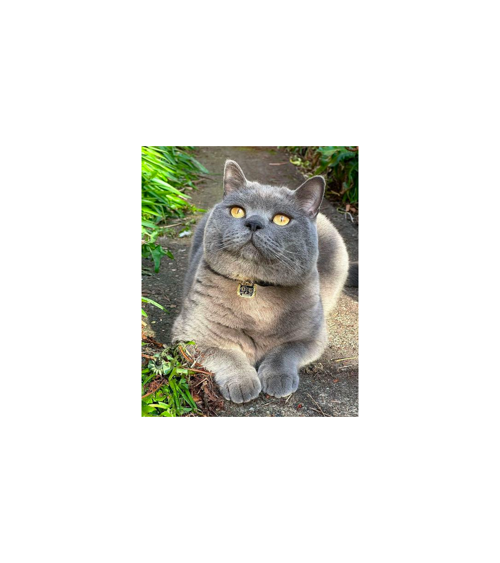 Cat Collar - BasquiCAT Niaski original gift idea switzerland
