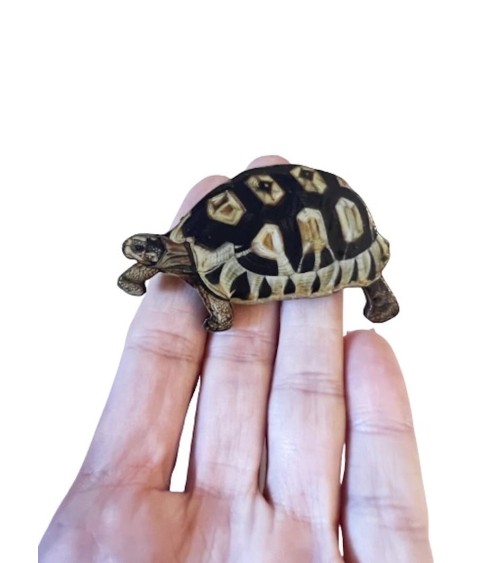 Schildkröte - Brosche aus Holz Fen & Co Anstecknadel Ansteckpins pins anstecknadeln kaufen