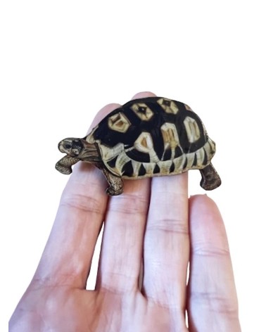 Schildkröte - Brosche aus Holz Fen & Co Anstecknadel Ansteckpins pins anstecknadeln kaufen