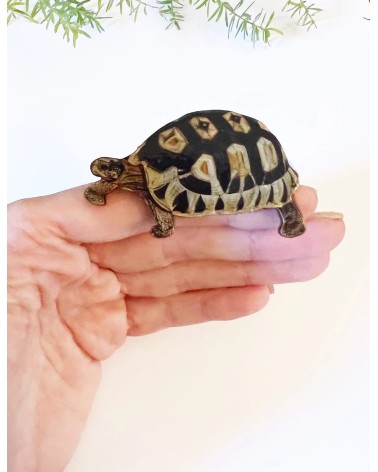 Schildkröte - Brosche aus Holz Fen & Co Anstecknadel Ansteckpins pins anstecknadeln kaufen