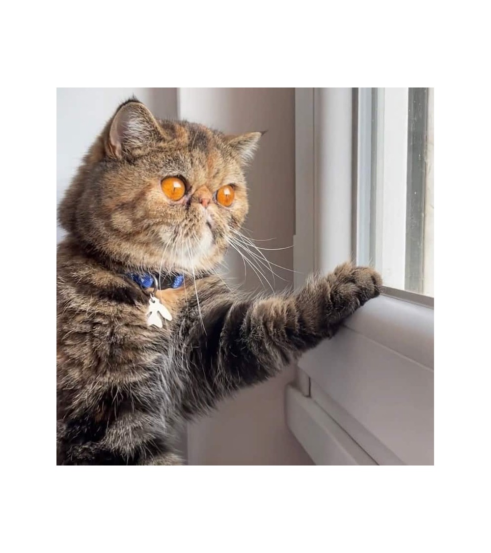 Cat Collar - Catisse Niaski original gift idea switzerland