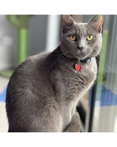 Collare per Gatti - Keith Hairball Niaski idea regalo svizzera