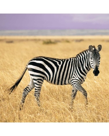 Rettet die Zebras - Bambus Socken Bare Kind socke kuschelsocken für damen lustig herren farbige coole socken