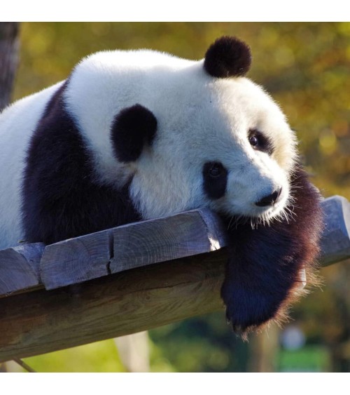Sauvez les Pandas - Chaussettes en bambou Bare Kind jolies chausset pour homme femme fantaisie drole originales