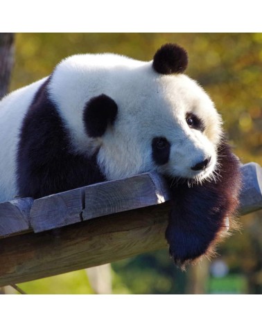 Salviamo i panda - Calzini di bambù Bare Kind calze da uomo per donna divertenti simpatici particolari