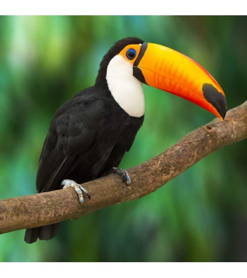 Save the Toucans - Bambou Socks