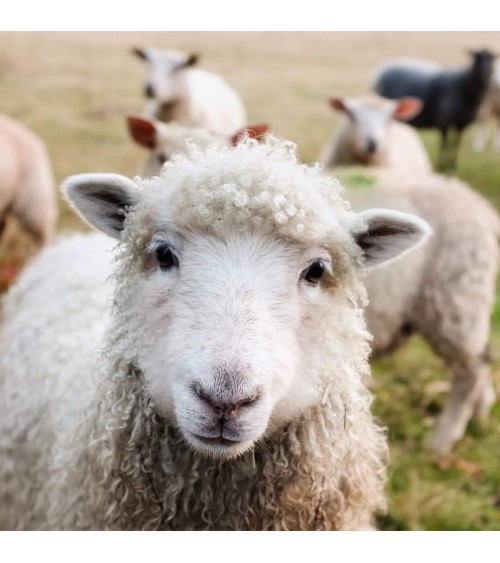 Salviamo le pecore - Calze di bambù Bare Kind calze da uomo per donna divertenti simpatici particolari