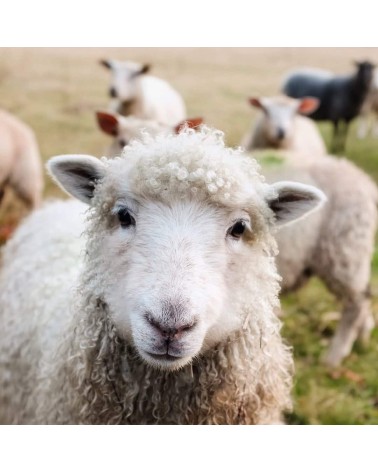 Salviamo le pecore - Calze di bambù Bare Kind calze da uomo per donna divertenti simpatici particolari