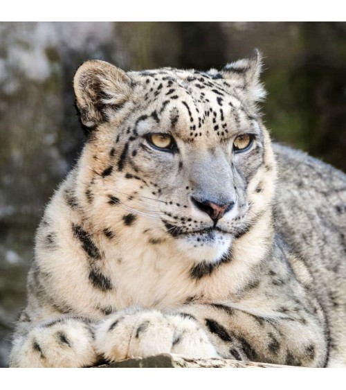 Save the Snow Leopards - Bamboo Socks Bare Kind funny crazy cute cool best pop socks for women men