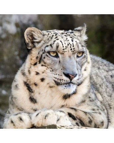 Salva i leopardi delle nevi - Calzini Bare Kind calze da uomo per donna divertenti simpatici particolari