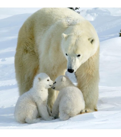 Save the Polar Bears - Bamboo Socks Bare Kind funny crazy cute cool best pop socks for women men