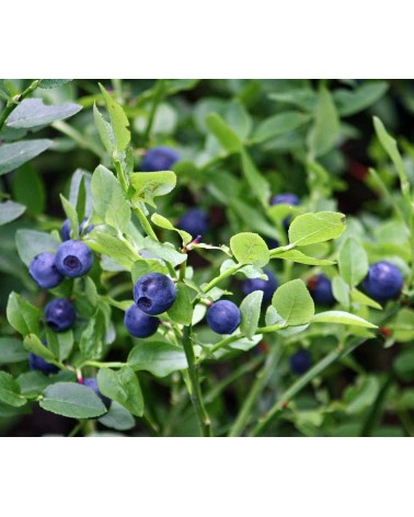 Ashberries & bilberry leaves - Scented Candle handmade good smelling candles shop store