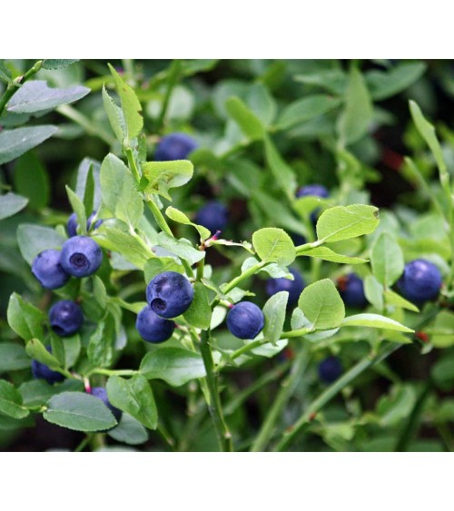 Ashberries & bilberry leaves - Mini Scented Candle handmade good smelling candles shop store