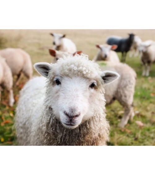 Schafsmilch & Honig - feste Seife, Schafsmilchseife Saly Savons handgemachte Seifen Seifenstück Vegan natur natürliche seife ...