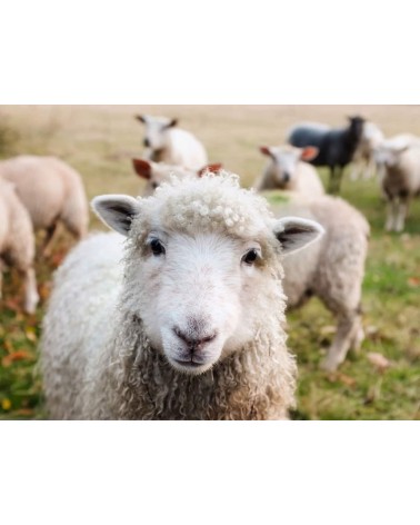 Schafsmilch & Honig - feste Seife, Schafsmilchseife Saly Savons handgemachte Seifen Seifenstück Vegan natur natürliche seife ...