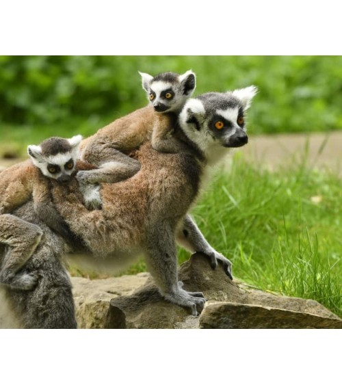 Rettet die Lemuren - Bambus Socken Bare Kind Socke lustige Damen Herren farbige coole socken mit motiv kaufen