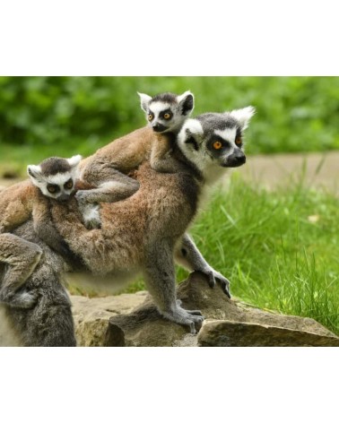 Salva i lemuri - Calzini di bambù Bare Kind calze da uomo per donna divertenti simpatici particolari