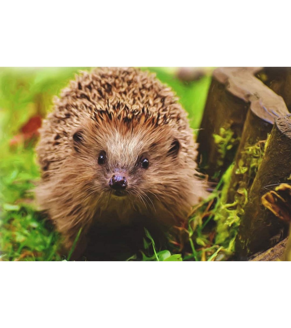 Save the Hedgehogs - Bamboo ankle socks Bare Kind funny crazy cute cool best pop socks for women men