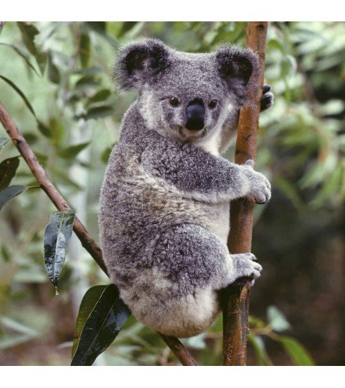 Salva i Koala - Calzini di bambù Bare Kind calze da uomo per donna divertenti simpatici particolari