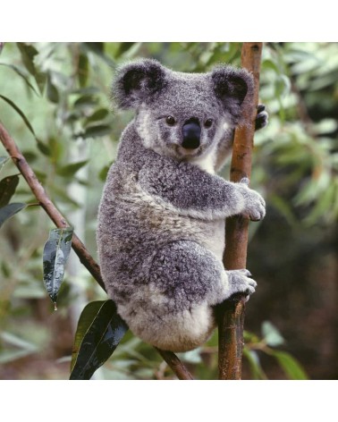 Rettet die Koalas - Bambus Socken Bare Kind Socke lustige Damen Herren farbige coole socken mit motiv kaufen