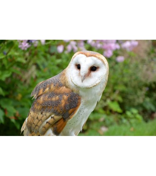 Save the Barn Owls - Bamboo Socks Bare Kind funny crazy cute cool best pop socks for women men