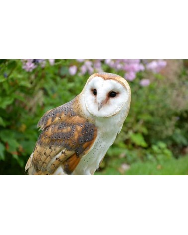 Save the Barn Owls - Bamboo Socks Bare Kind funny crazy cute cool best pop socks for women men