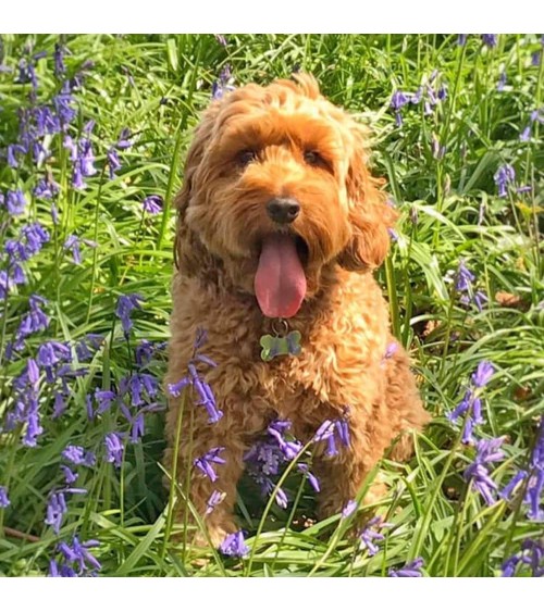 Cockapoo Hund - Grusskarte Ellie Good illustration glückwunschkarte zur hochzeit geburt zum geburtstag kaufen