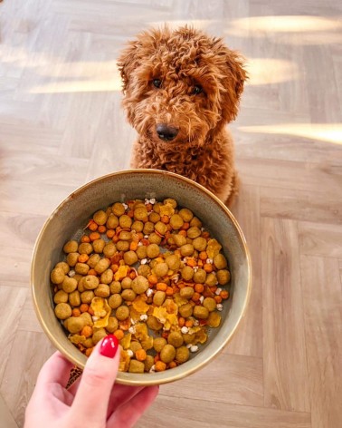 goldener Glanz - veganes hypoallergenes Hundefutter PAWR bestes online bestellen für allergiker schweizer gesundes diätfutter...