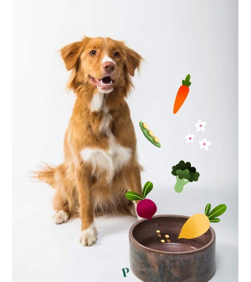 Brillantezza dorata - Cibo ipoallergenico per cani PAWR mangimi migliori crocchette per cani allergici