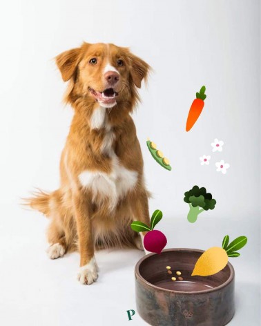 Brillantezza dorata - Cibo ipoallergenico per cani PAWR mangimi migliori crocchette per cani allergici