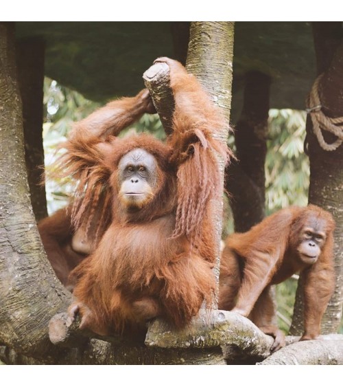 Salva gli Orangutan - Calze corte Bare Kind calze da uomo per donna divertenti simpatici particolari