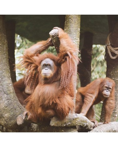 Salva gli Orangutan - Calze corte Bare Kind calze da uomo per donna divertenti simpatici particolari