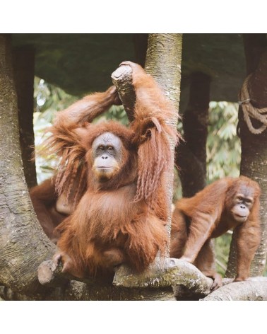 Save the Orangutan - Bamboo ankle socks Bare Kind funny crazy cute cool best pop socks for women men