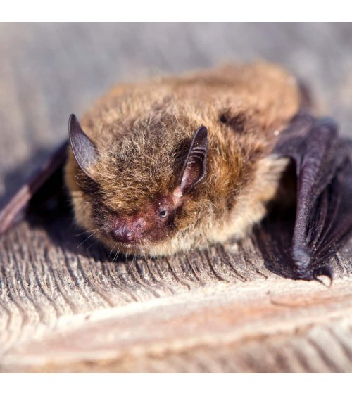 Salvano i pipistrelli - Calzini di bambù Bare Kind calze da uomo per donna divertenti simpatici particolari