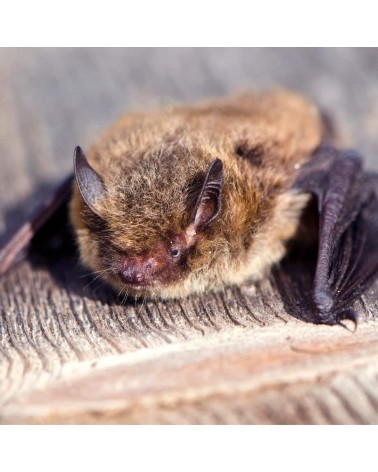 Salvano i pipistrelli - Calzini di bambù Bare Kind calze da uomo per donna divertenti simpatici particolari