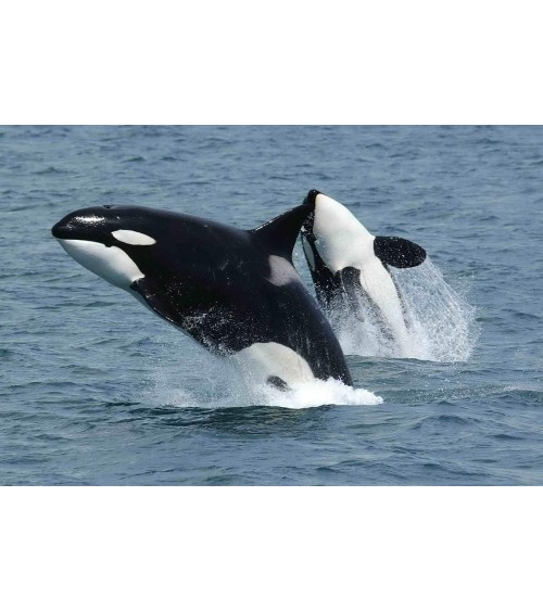 Salvano le orche - Calze corte Bare Kind calze da uomo per donna divertenti simpatici particolari