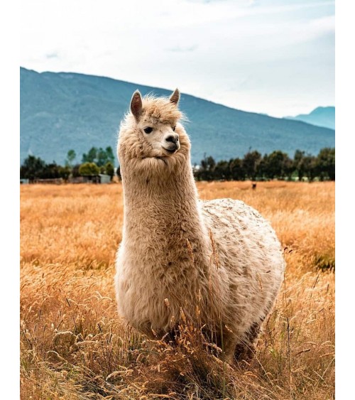 Salvano gli alpaca - Calzini di bambù Bare Kind calze da uomo per donna divertenti simpatici particolari