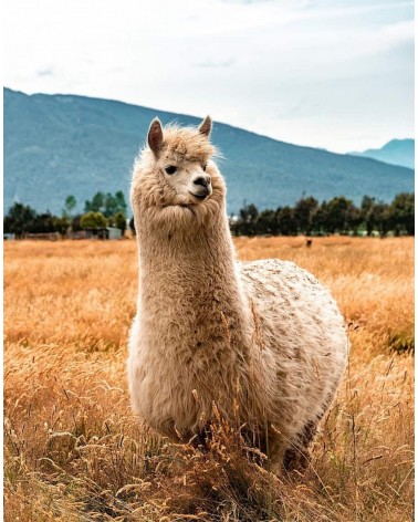 Salvano gli alpaca - Calzini di bambù Bare Kind calze da uomo per donna divertenti simpatici particolari