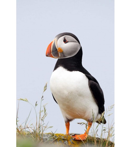 Save the Puffins - Bamboo Socks Bare Kind funny crazy cute cool best pop socks for women men