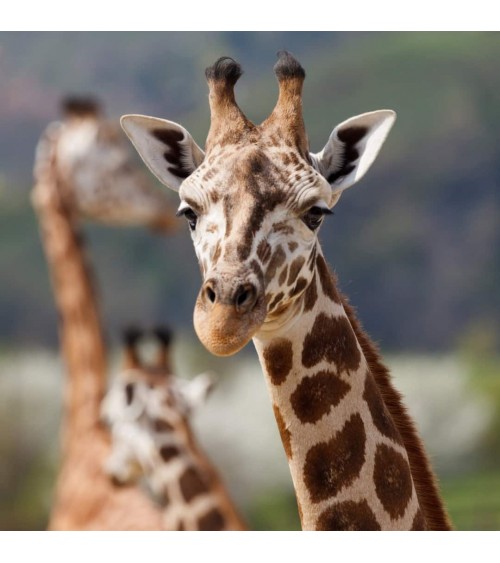 Salviamo le giraffe - Calzini di bambù Bare Kind calze da uomo per donna divertenti simpatici particolari