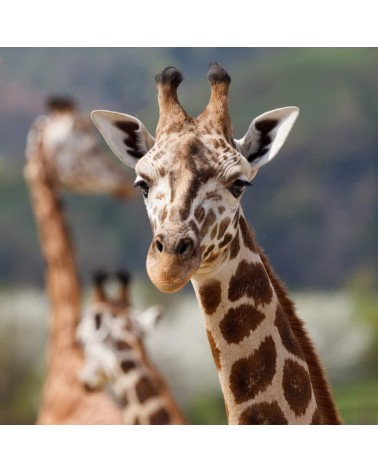 Salviamo le giraffe - Calzini di bambù Bare Kind calze da uomo per donna divertenti simpatici particolari