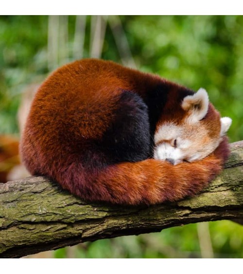 Salviamo i panda rossi - Calzini di bambù Bare Kind calze da uomo per donna divertenti simpatici particolari