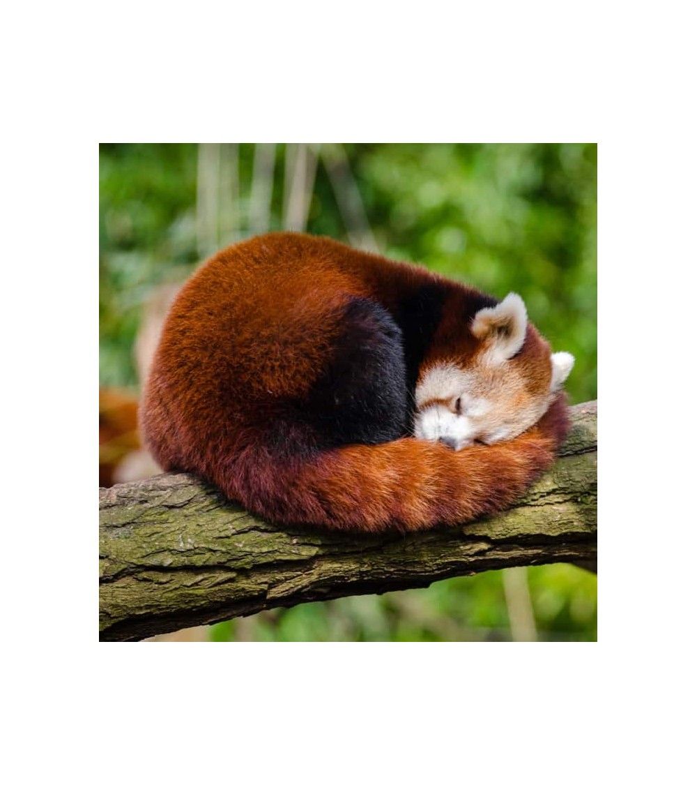 Rettet die Rote Pandas - Bambus Socken Bare Kind socke kuschelsocken für damen lustig herren farbige coole socken